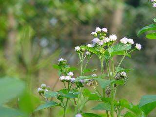wild flower